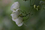 Southern blue monkshood <BR>Monkshood